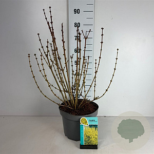 Forsythia 'Goldrausch' 50-60 cm 10L