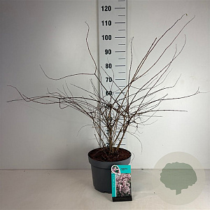 Kolkwitzia amabilis 60-80 cm 10L