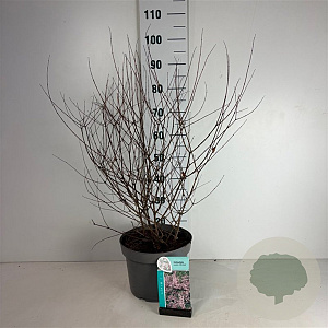 Kolkwitzia amabilis 'Pink Cloud' 60-80 cm 10L