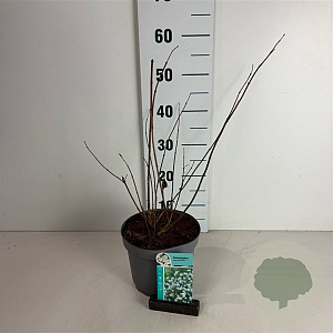 Philadelphus Pearls of Perfume 40-50 cm 35L