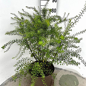 Spiraea arguta 60-80 cm 10L