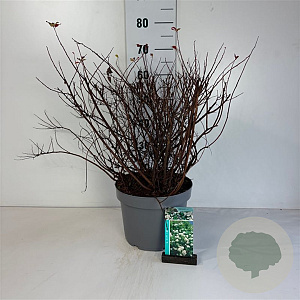 Spiraea betulifolia 'Tor' 50-60 cm 10L