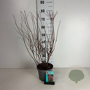 Spiraea billardii 50-60 cm 35L