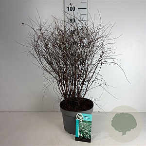 Spiraea cinerea 'Grefsheim' 60-80 cm 10L