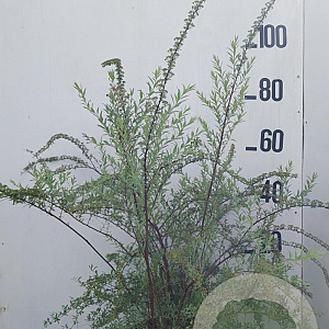 Spiraea cinerea 'Grefsheim' 60-80 cm 10L