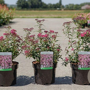 Spiraea jap. 'Anthony Waterer' 30-40 cm 3,5L