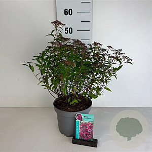 Spiraea jap. 'Country Red' 30-40 cm 3,5L