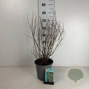 Symphoricarpos d. 'White Hedge' 50-60 cm 6,5L