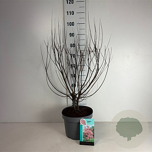 Tamarix tetrandra 60-80 cm 10L