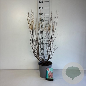 Tamarix tetrandra 60-80 cm cont. 65L