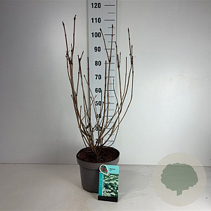 Viburnum opulus 60-80 cm 10L