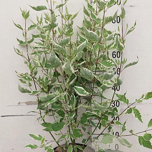 Cornus alba 'Elegantissima' 80-100 cm 10L