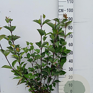 Cornus alba 'Kesselringii' 80-100 cm 10L