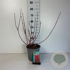 Cornus alba 'Sibirica' 50-60 cm 6,5L