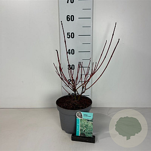 Cornus alba 'Sibirica Variegata' 40-50 cm 35L