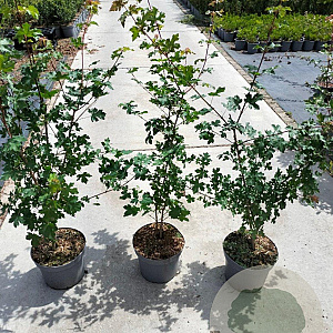 Acer campestre 60-80 cm 5,0L