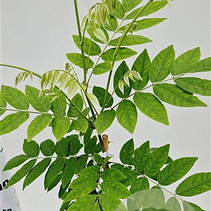 Wisteria sinensis 'Alba' 100-125 cm rozenpot 2L