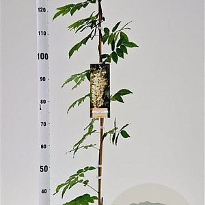 Wisteria sinensis 'Alba' 100-125 cm rozenpot 2L