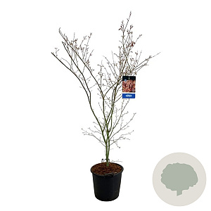 Acer North Wind 150-175 cm 30L extra