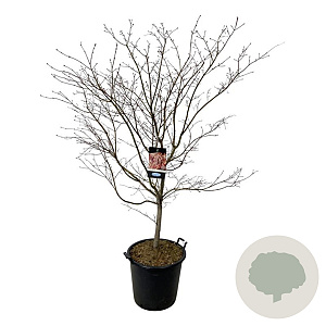 Acer North Wind 150-175 cm cont. 55L extra