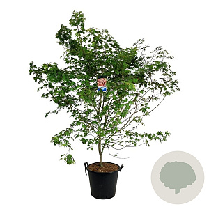 Acer North Wind 200-225 cm cont. 55L extra