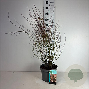 Acer palmatum 80-100 cm 10L