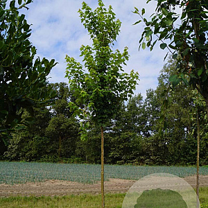 Acer rubrum 'Brandywine' 14-16 HO draadkluit