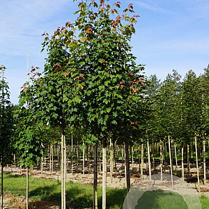 Acer rubrum 'Scanlon' 8-10 HO draadkluit