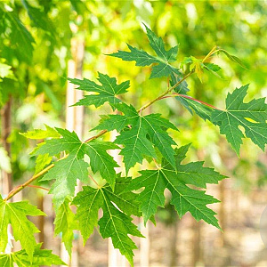 Acer saccharinum 10-12 HO draadkluit