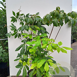 Aesculus parviflora 80-100 cm 40L meerstammig