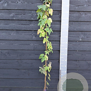 Akebia pentaphylla 150-175 cm vierkant rond 5,5L