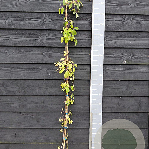 Akebia quinata 'Silver Bells' 150-175 cm vierkant rond 5,5L