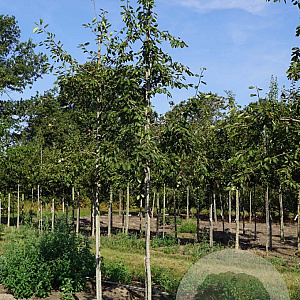 Amelanchier 'Ballerina' 12-14 HO draadkluit