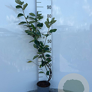 Amelanchier lamarckii 80-100 cm 2,0L