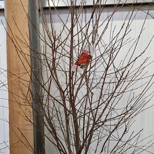 Amelanchier lamarckii 150-175 cm draadkluit