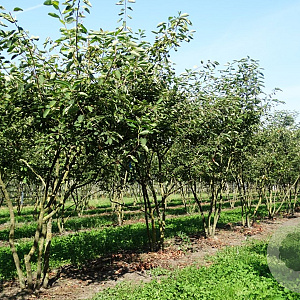 Amelanchier lamarckii 10-12 HO draadkluit