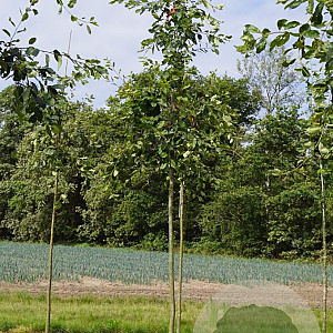 Amelanchier lamarckii 12-14 HO draadkluit