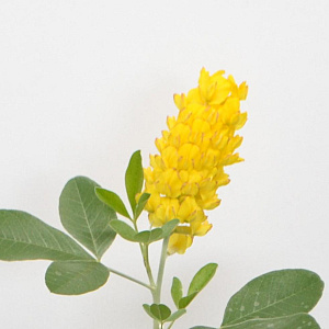 Argyrocytisus battandieri 40-60 cm 3,0L