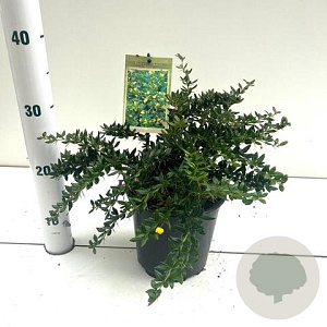 Berberis frikartii 'Telstar' 25-30 cm 2,0L