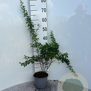 Berberis thunbergii 30-40 cm 2,0L