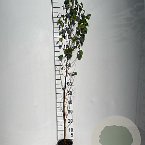 Betula pendula 100-125 cm 2,0L