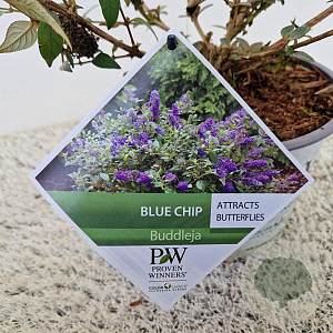 Buddleja 'Blue Chip' 40-50 cm 3,0L
