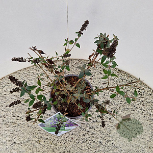 Buddleja 'Blue Chip' 40-50 cm 3,0L