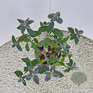 Buddleja Free Petite Blue Heaven 40-45 cm 2,5L