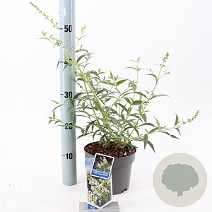 Buddleja Free Petite Snow White 20-25 cm 2,0L
