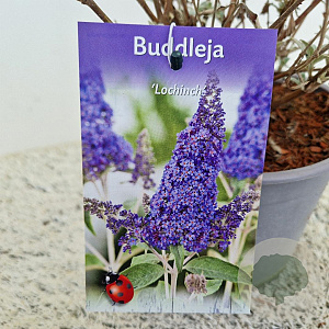 Buddleja 'Lochinch' 50-55 cm 3,0L