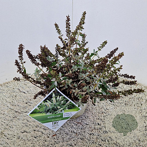 Buddleja White Chip 25-30 cm 3,0L