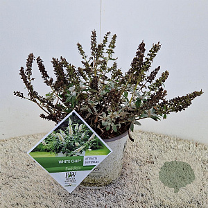 Buddleja White Chip 40-45 cm 3,0L