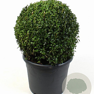 Buxus sempervirens 30 cm 7,5L bol