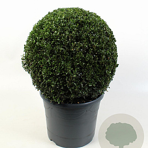Buxus sempervirens 40-45 cm 12L bol